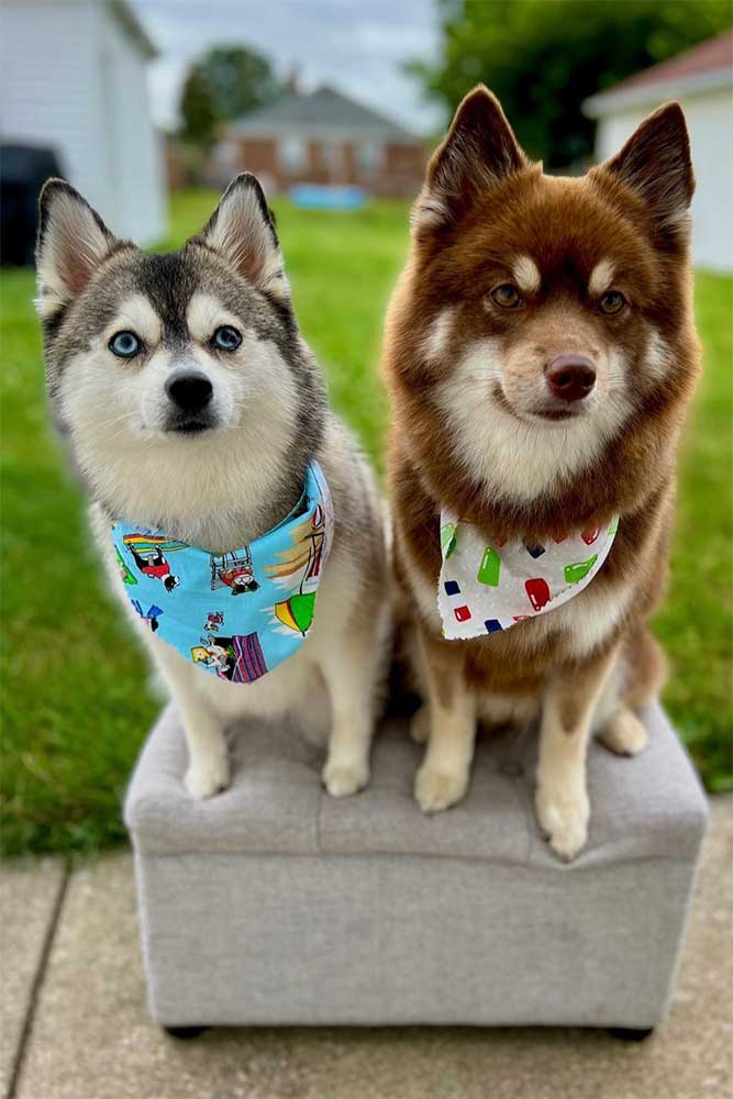 Photo of dogs Luna and Milo
